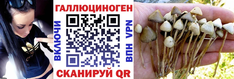 где можно купить наркотик  Спасск  Псилоцибиновые грибы Psilocybe 